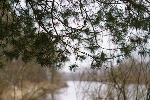 Forest and river as background. Concepts of beauty of nature.