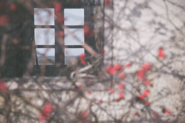 Looking through Tudor Windows at red roses