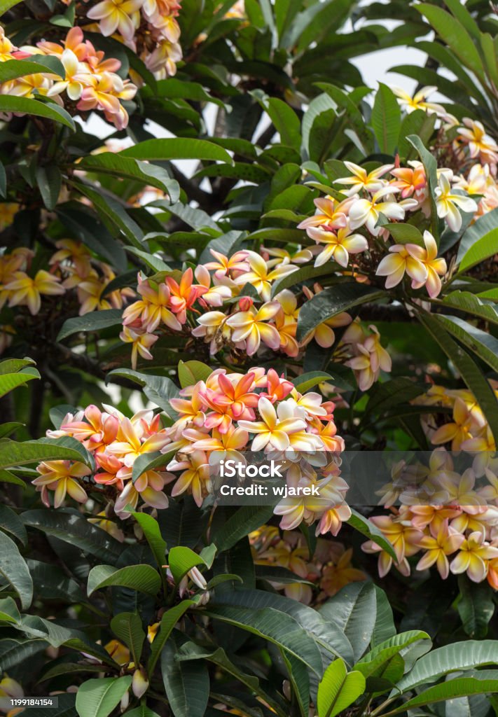 View Of The Beautiful Plumeria Rubra Tree In A Park Stock Photo - Download  Image Now - iStock
