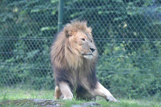 istock A male lion is sitting on the floor 1199184362