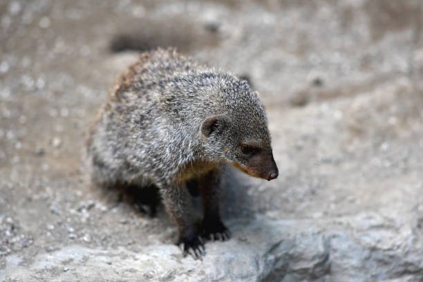 istock A prairie dog is sitting on a stone floor 1199184399