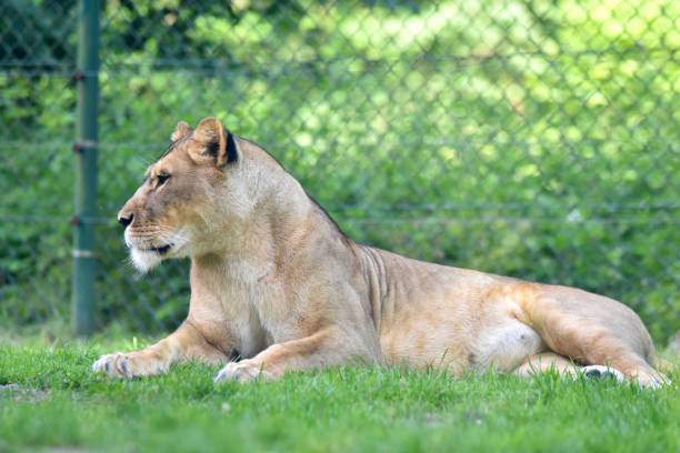 istock A female lion is lying on the floor 1199184424