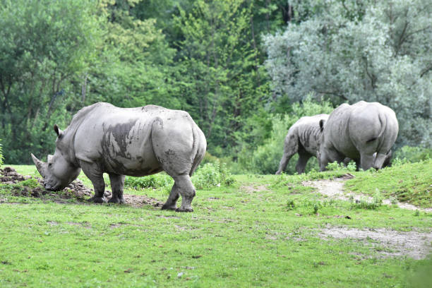 istock Some rhinos are eating grass 1199184458