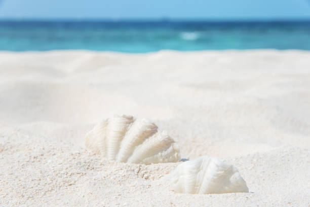 istock Seashells on the white beach sand 1199185118