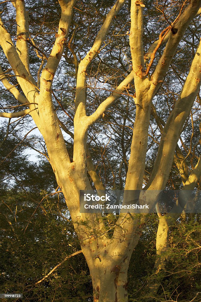 Real Fever Tree Fever Tree Stock Photo - Download Image Now - Acacia Tree, Africa ...