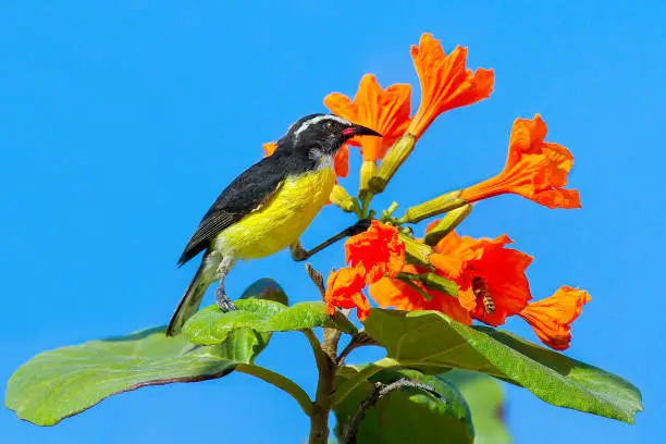 Bananaquit bird sitting on plant with orange flowers in front of blue sky. I took this photo during my vacation on the island Bonaire. You can see many of these yellow birds because this bird is very common in this natural area. Wildlife is very interesting here, with many colorful animals to see.