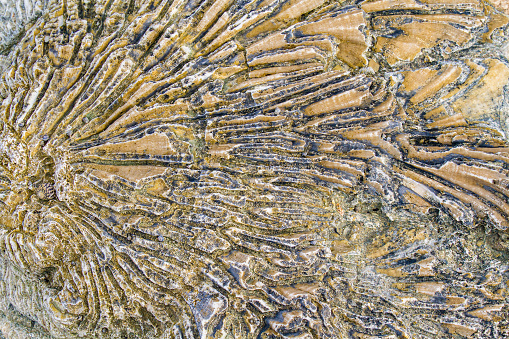 Fossil of shell with grooves as a backdrop. I photographed this structure at the coast of the island Bonaire. I like the natural texture with the beautiful lines in this image.