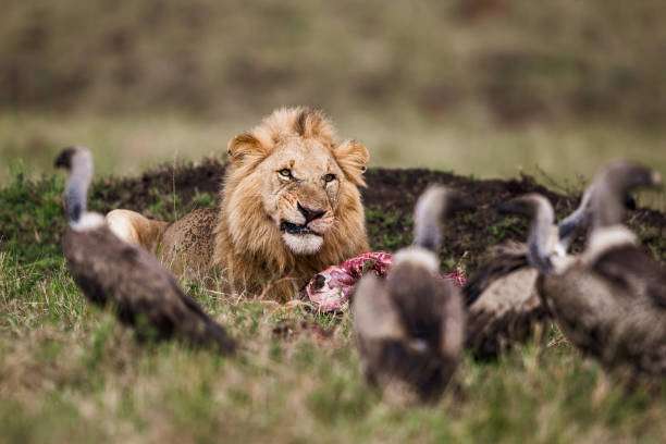 istock Lion protecting his food from vultures. 1199188792