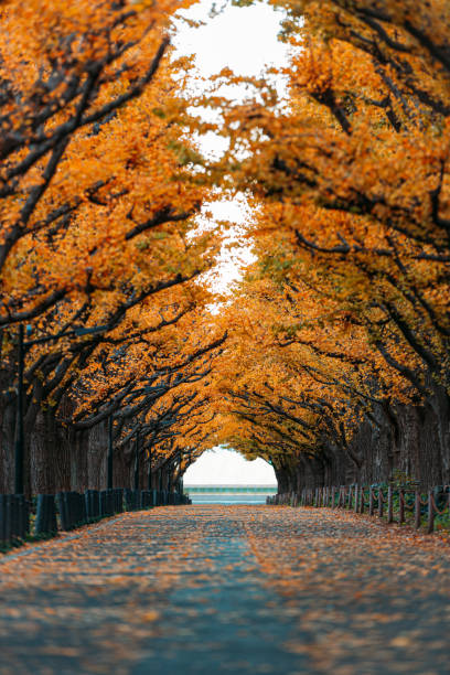 A straight road lined with ginkgo trees during autumn in Tokyo, Japan stock photo