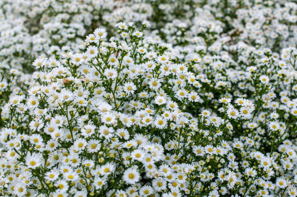 istock White daisy flower blooming in floral garden. 1199189030