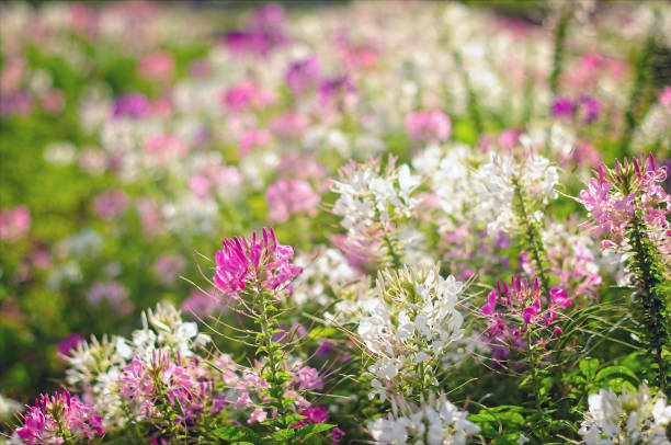 istock Spider flower(Cleome hassleriana) blooming in the garden, selective focus. 1199189056