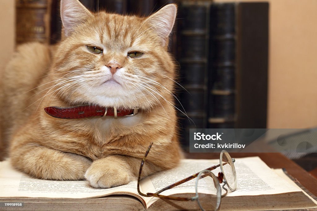 Scientist Cat  Domestic Cat Stock Photo