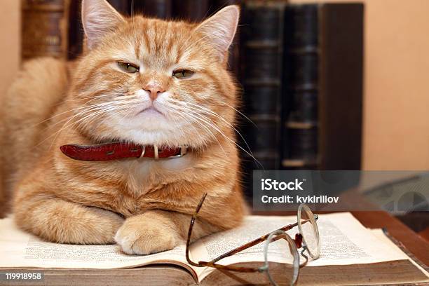 Scientist Cat Stock Photo - Download Image Now - Domestic Cat, Scientist, Animal