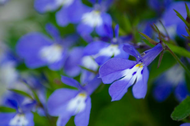 istock A beautiful Japanese lobelia flower has arrived 1199189982