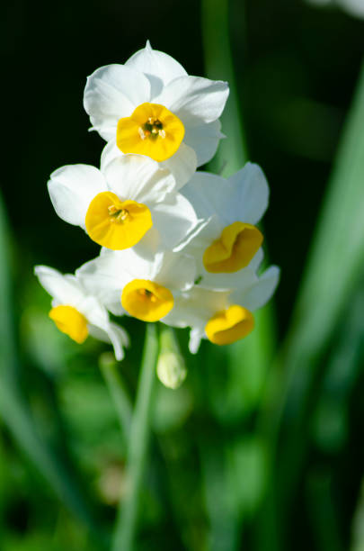 istock Narcissus flowers bloomed in Japan's beautiful daffodils 1199189994