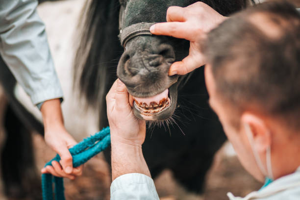 istock Veterinarian with pony horse 1199190191