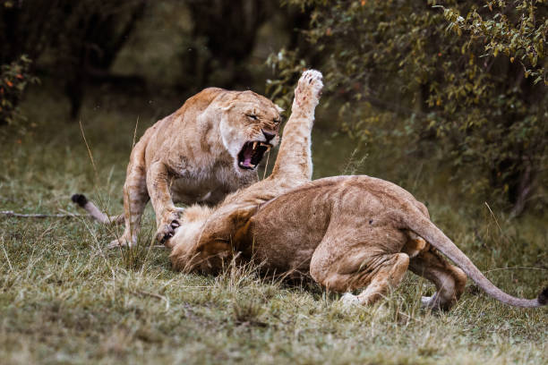 A nerd looking guy scolds an attacking roaring lion, making an angry face and expressing his displeasure.  Isolated on white studio background.