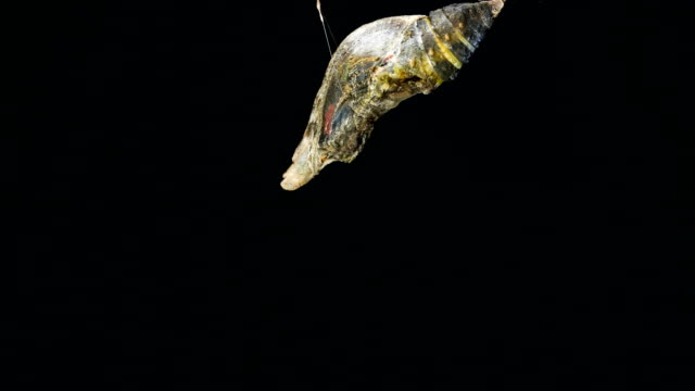 Butterfly Emerging from Chrysalis time lapse