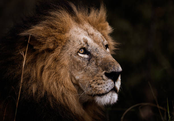 fermez-vous vers le haut du lion mâle dans le désert de masai mara. - lion mane strength male animal photos et images de collection