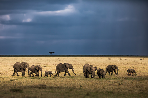 Large group of  African elephants walking in the wild. Copy space.