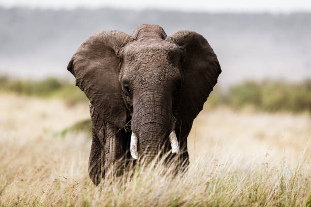 istock African elephant walking in the wild. 1199191377