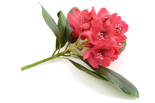 red Rhododendron flower head on white isolated background