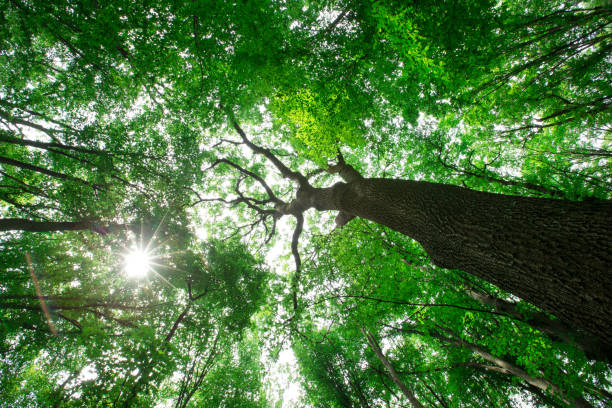 istock Forest trees. nature green wood sunlight backgrounds 1199192681