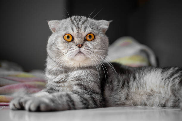 istock So cute of scottish fold cat. 1199192974