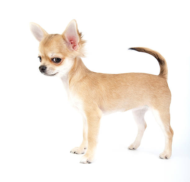 istock very important chihuahua puppy 119919418