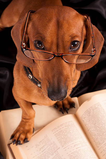 istock purebred dachshund and book 119919445