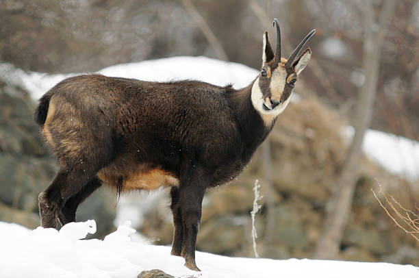 Rupicarpa rupicapra (ssp rupicapra) - male in winter