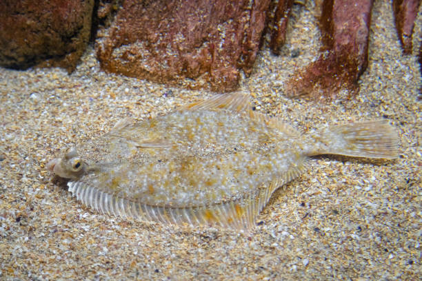 Flatfish - Pleuronectidae. Flat fish laying under the sand on the sea bottom, camouflage on the ocean floor. Flatfish - Pleuronectidae. Flat fish laying under the sand on the sea bottom, camouflage on the ocean floor. turbot stock pictures, royalty-free photos & images