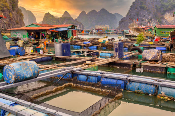 Floating fishing village Fish farm at floating village in Halong Bay, near Cat Pa Island, Vietnam gulf of tonkin photos stock pictures, royalty-free photos & images