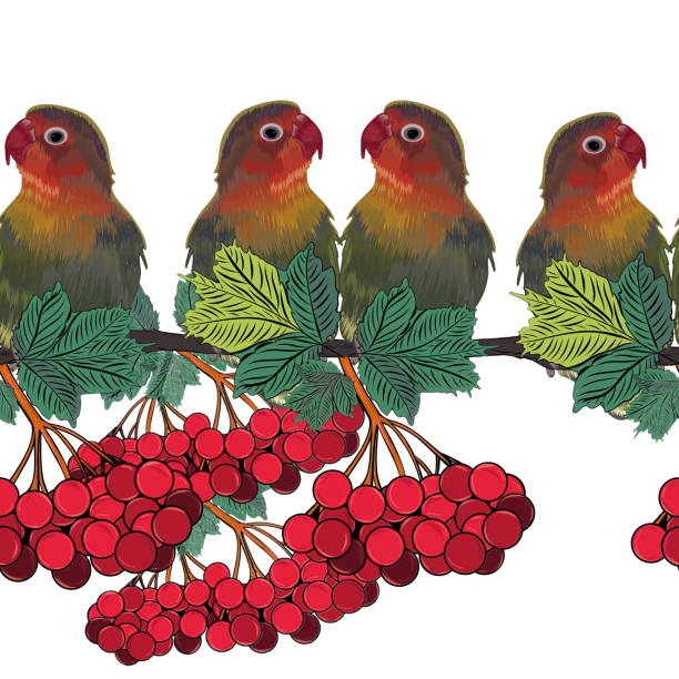 Seamless pattern Pink-cheeked lovebird. Loving birds are a genus of the parrot family. Graphic drawing. Seamless pattern Pink-cheeked lovebird. Loving birds are a genus of the parrot family. Graphic drawing. Branch with a red berry. White background. Close-up. Can be used for any design. echo parakeet stock illustrations