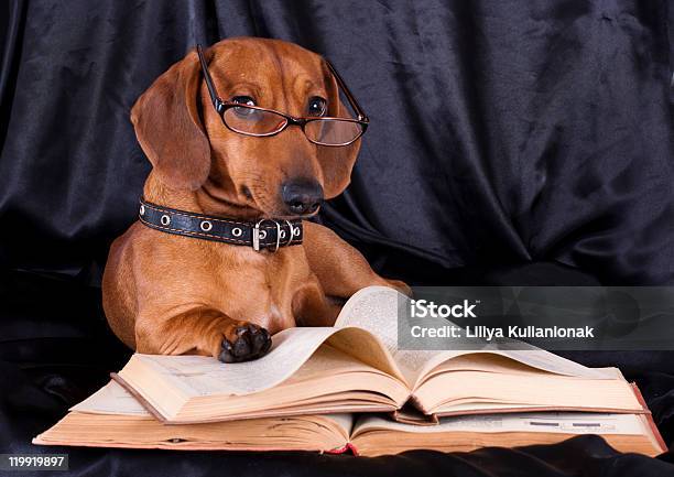 Dachshund E De Angorá - Fotografias de stock e mais imagens de Cão - Cão, Livro, Animal