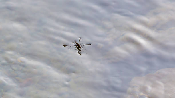 istock Common Pond Skater in a lake 1199199920