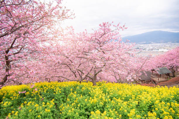 istock Beautiful Cherry Blossom in Matsuda , Japan 1199201333