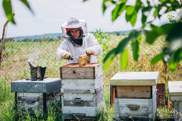 蜂の刺傷からの防護服 - beehive rural scene bee outdoors ストックフォトと画像