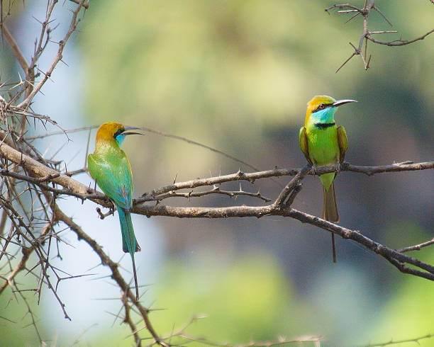 istock Two Green Bee Eaters perched on a thorn bush 1199203794