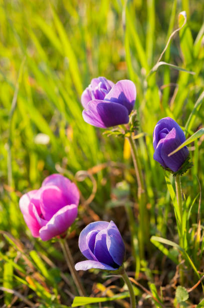 Anemone is a genus of about 200 species of flowering plants in the family Ranunculaceae, native to temperate zones.