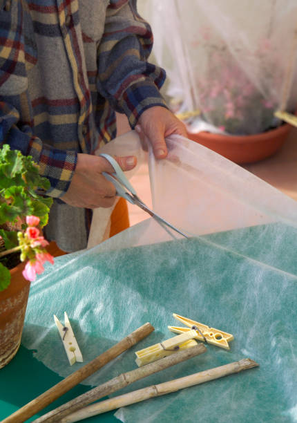 istock Cutting nowoven, to protect plants during the cold season. 1199206032