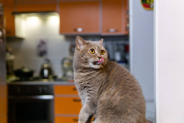 well-fed scottish straight cat washing itself after eating