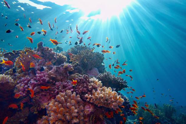 lumière du soleil donnant la vie sous l'eau. rayons de soleil brillant sous l'eau sur le récif corallien tropical. conservation des écosystèmes et de l'environnement - scuba diving flash photos et images de collection