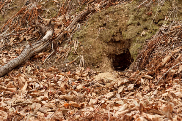 Fox hole in the autumn forest among fallen leaves and moss.