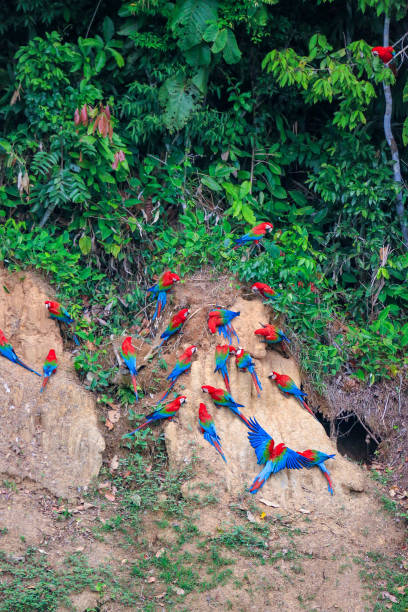istock A noisy flock of Macaws and Parrots in Amazon rain forest Clay lick 1199210877