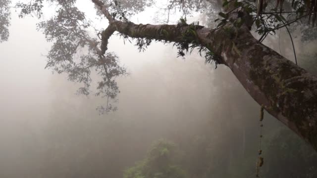 One branch in jungle forest in deep morning fog with sounds of singing gibbons, Laos
