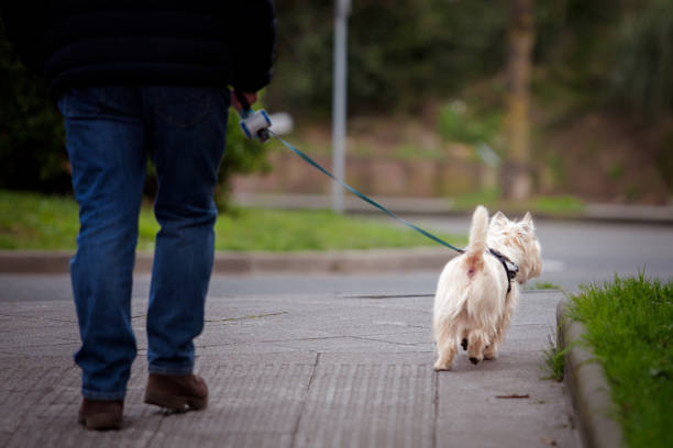 istock Mature man walks with a dog 1199213128