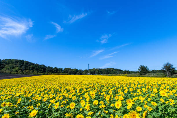 Sunflower field on a sunny summer day stock photo