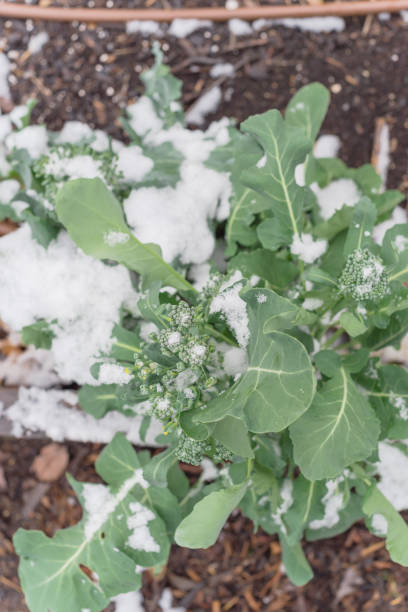 istock Plot with irrigation system and snow covered on organic broccoli leaves near Dallas, Texas 1199213700