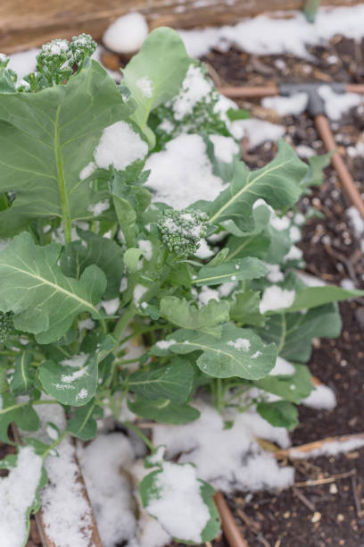 istock Plot with irrigation system and snow covered on organic broccoli leaves near Dallas, Texas 1199213732